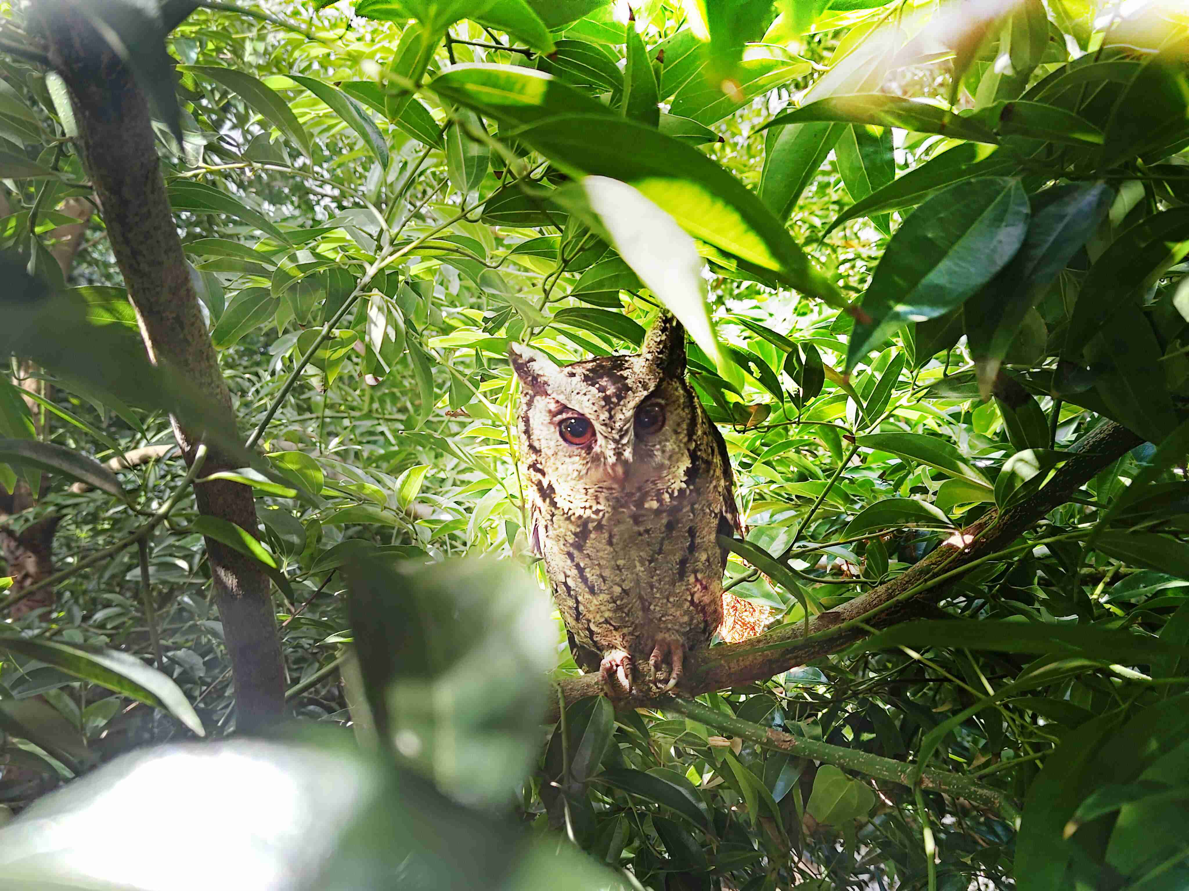 红龙扑克致力提倡净零绿生活，，16年以来在全球各厂区植树逾百万棵，，造就各厂区树木蔚然成林，，，，犹如森林工厂，，，，成为许多生物的栖息地